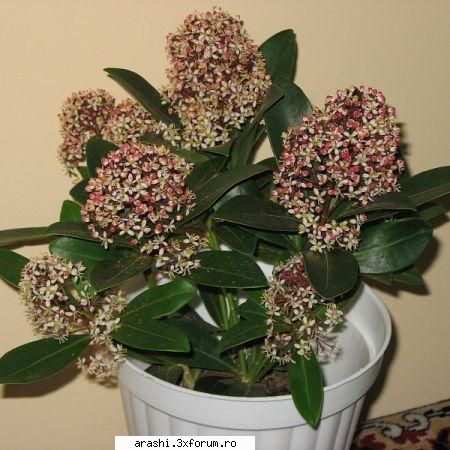 denumire skimmia japonica (sinonim cu skimmia skimmia vine de la numele unui fruct, in limba
