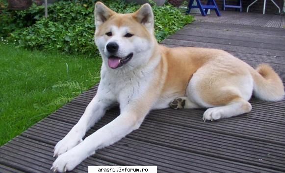 akita caine solid, puternic, bine cap masiv, lat, in forma de triunghi bont, ochi mici, regiunea