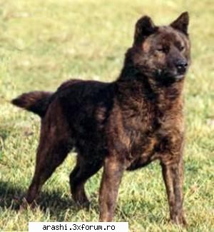 tora inu kai ken, tora casa companie .scurt istoric :rasa caini talie medie, crescuti sute ani