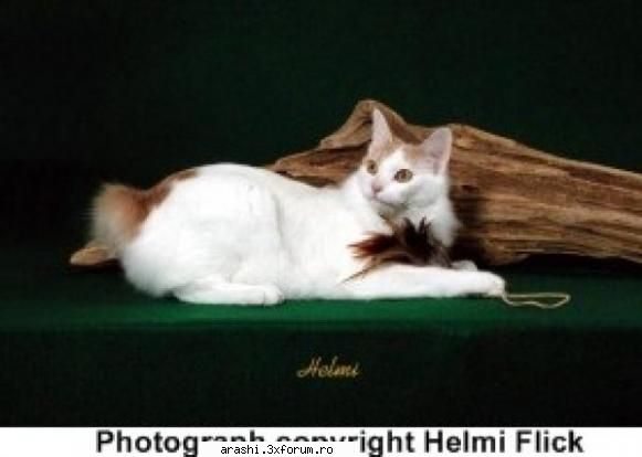 Bobtail cats - Japanese Bobtail Clasificarea rasei: pisici cu - ~Animale japoneze~