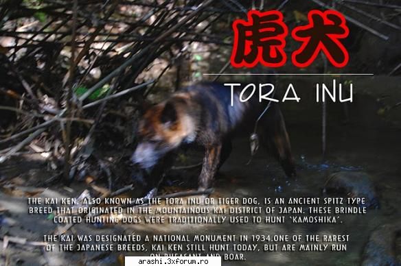 Tora Inu - inca o poza ^_^ - ~Animale japoneze~